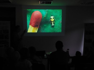 Świecenia nocne w Lesie Łagiewnickim - Ectoedemia decentella, 